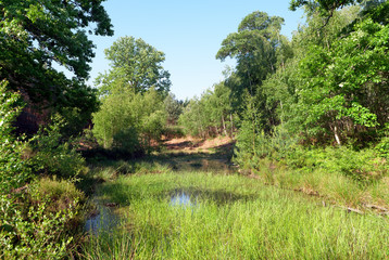 Fototapeta na wymiar Pond in Rambouillet forest. Rochefort-en-Yvelines