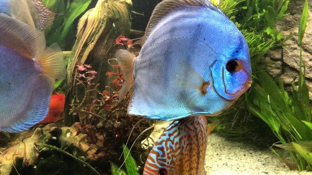 Das soziale Verhalten von Diskusfischen im Aquarium. Farbige bunte Diskusfische im Aquarium.
