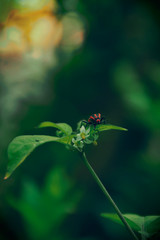 red bug on a green leaf