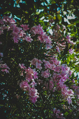 Fototapeta premium pink flowers in the garden