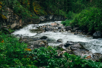 Naklejka na ściany i meble Atmospheric green forest landscape with mountain creek in rocky valley. Beautiful mystery taiga with wild river. Vivid scenery of forest freshness. Rich greenery on mossy rocks along mountain river.