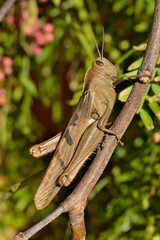 saltamontes en una rama con fondo verde  (Tettigonia viridissima) 
