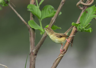 Priniya Sitting on a single branch of a tree with beautiful Background.