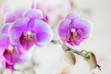 Naklejka na ściany i meble  Beauty orchid flowers on white backgroun