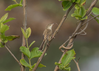 Priniya Sitting on a single branch of a tree with beautiful Background.