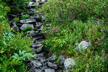 Manifold of herbs and flowers near spring water among stones. Mountain clear water stream near motley grasses. Rich vegetation of highlands. Small river among rich flora. Beauty of alpine nature.