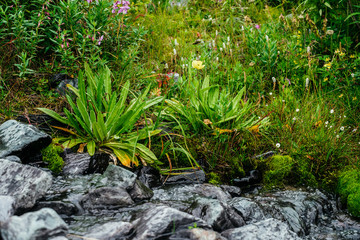 Vast variety of herbs and flowers near spring water among stones. Mountain clear water stream near motley grass. Rich vegetation of highlands. Small river among rich flora. Beauty of alpine nature.