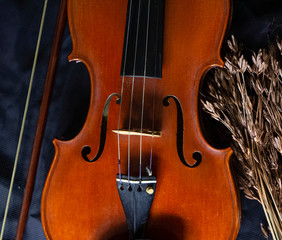 The wooden violin put beside dried flower,on grunge surface background