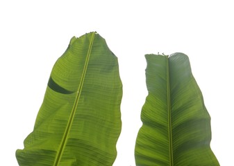 green leaf banana isolated on white