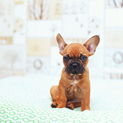 Funny French Bulldog puppy sits and looks at the camera