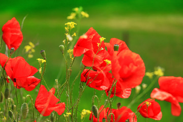 red Poppy field , close up