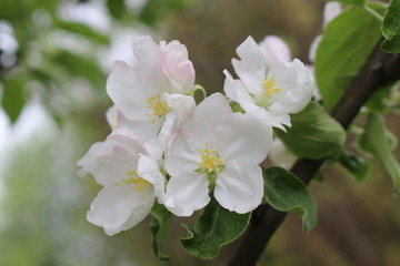 Delicate pink flowers bloom from buds on an apple tree in spring.