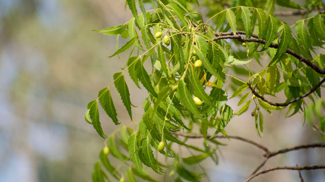 Azadirachta indica tress leaf and fruits closeup 