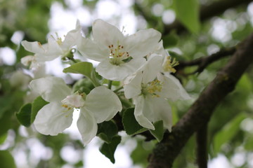 Delicate pink flowers bloom from buds on an apple tree in spring.