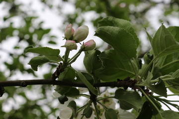 Delicate pink flowers bloom from buds on an apple tree in spring.