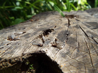 白アリ 死骸 dead of termite
