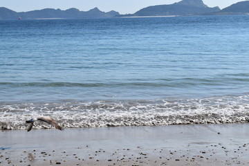 Paisaje gallego playa