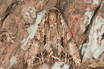 Dark Arches Moth on a tree trunk