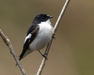 Pied Flycatcher on a  branch