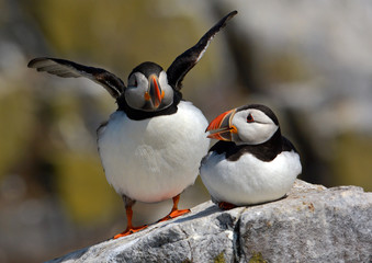 Fototapeta premium Pair of Puffins on a rock