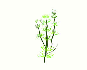 vector the algae and of the plant. Cartoon simple illustration of vector set sea and ocean algae 