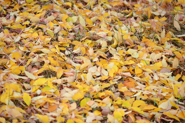 Yellow fallen leaves from the trees lie on the ground