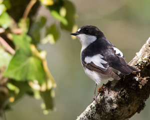 Pied Flycatcher on a  branch