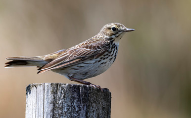Meadow Pipit on a fence post