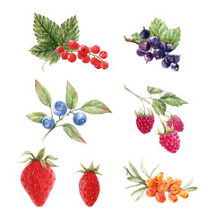 Beautiful vector set with watercolor hand drawn berry paintings. Stock illustration.