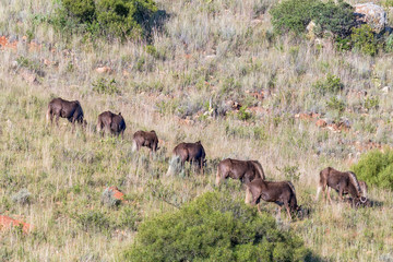 Herd of black wildebeest, Connochaetes gnou, grazing at Uithoek
