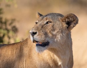 Lioness in golden hour light in the Kruger National Park South Africa