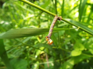 イモムシ larva