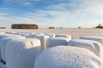 Wrapped white straw bales on farmland in winter at sunny day with blue cloudy sky