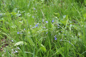 Blue flowers of Veronica bloom in the meadow in spring and summer.