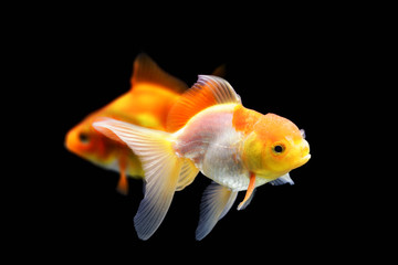 Two goldfish on a black background. Goldfish isolated on black background. Goldenfish isolated on black background. Thailand.