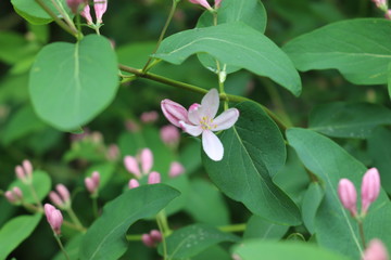 
Delicate pink flowers bloom on a bush in the spring garden.