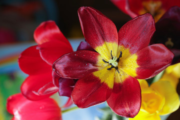 Obraz na płótnie Canvas Top flower. Opened Tulip. 