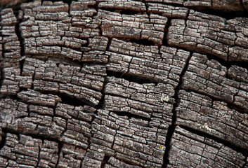 Tree bark