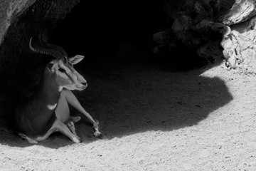 Impala in the shade