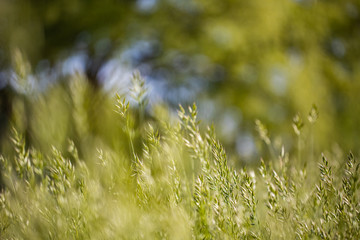 Closeup of meadow on natural background. Seasonal nature background concept. Beautiful summer meadow background. Inspirational nature closeup.
