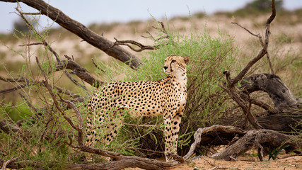 Kalahari Desert Cheetah