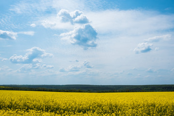 Magnificent views of the endless canola field on a sunny day. White fluffy clouds. Picturesque and gorgeous scene. Beauty world.