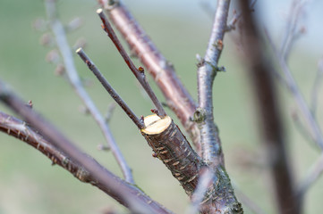 Spring grafting of trees .