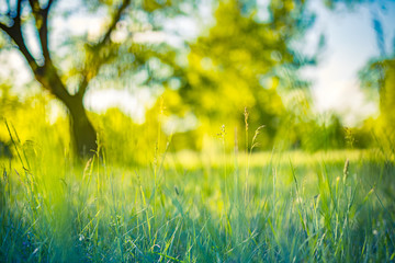 Beautiful spring summer landscape, serene foliage. Fresh green grass meadow with blur park garden trees in nature background, blurry green bokeh light outdoor in summer background