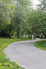 summer day, park with green trees
