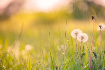 Sunny meadow with dandelions in summer or spring. Blur serene nature and blurred meadow field. 