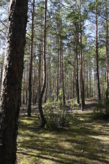 Fototapeta premium spring coniferous forest
