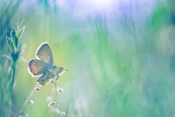 Meadow field with butterfly in a meadow in nature in the rays of sunlight in summer in the spring close-up of a macro. Spring meadow flowers, nature foliage, serene sunset scenery. Bright park garden