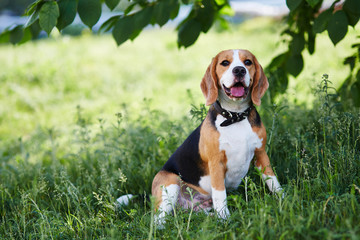 Dog Beagle dog sitting in the grass in the Park.