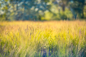 Beautiful close-up ecology nature landscape with meadow. Abstract grass background. Close up spring nature landscape blurred dream field meadow